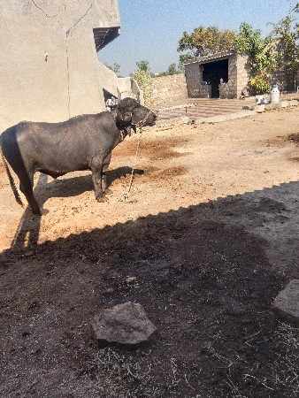 થંબનેલ 2