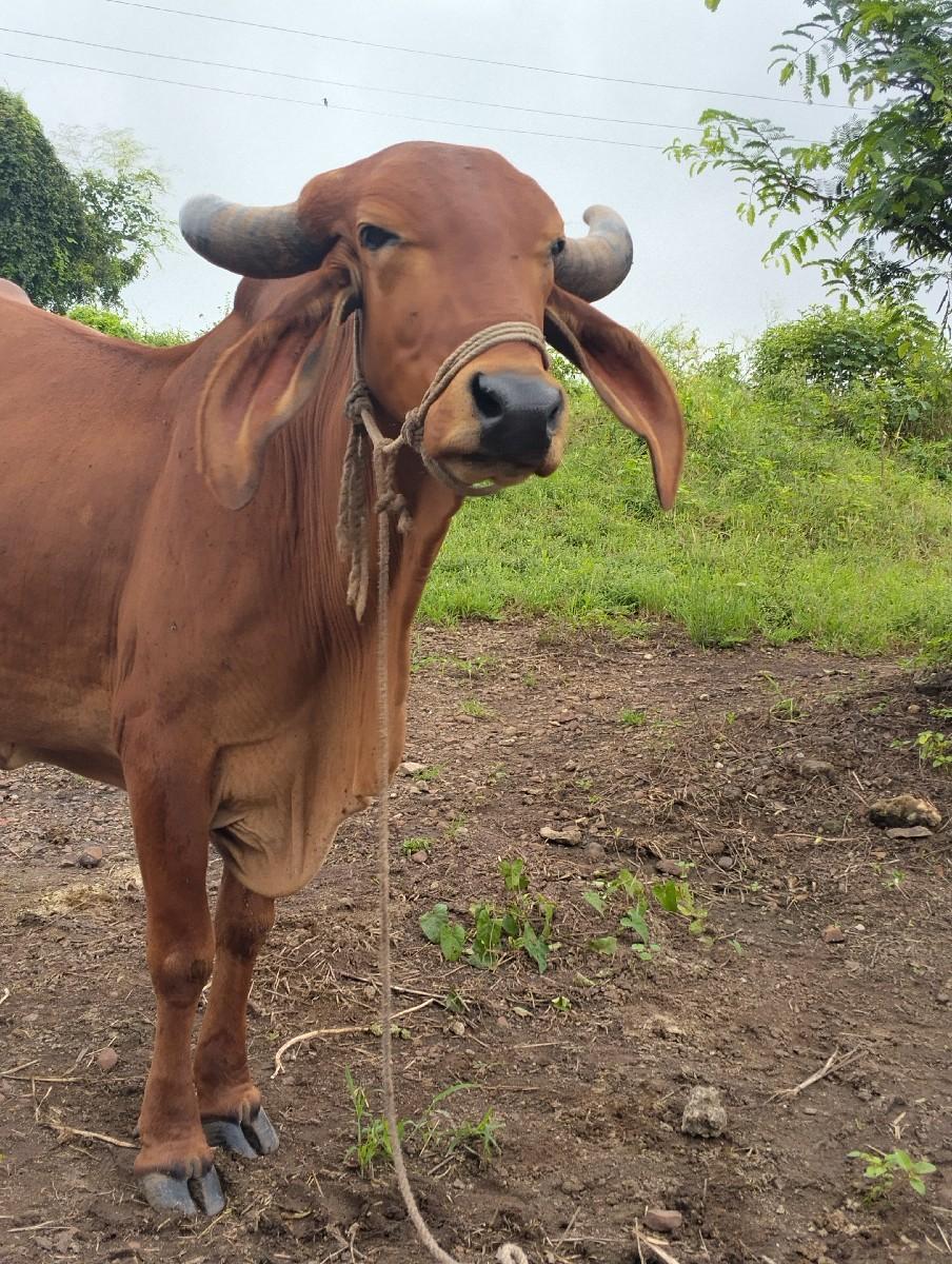 ગાય વેચવાની છે