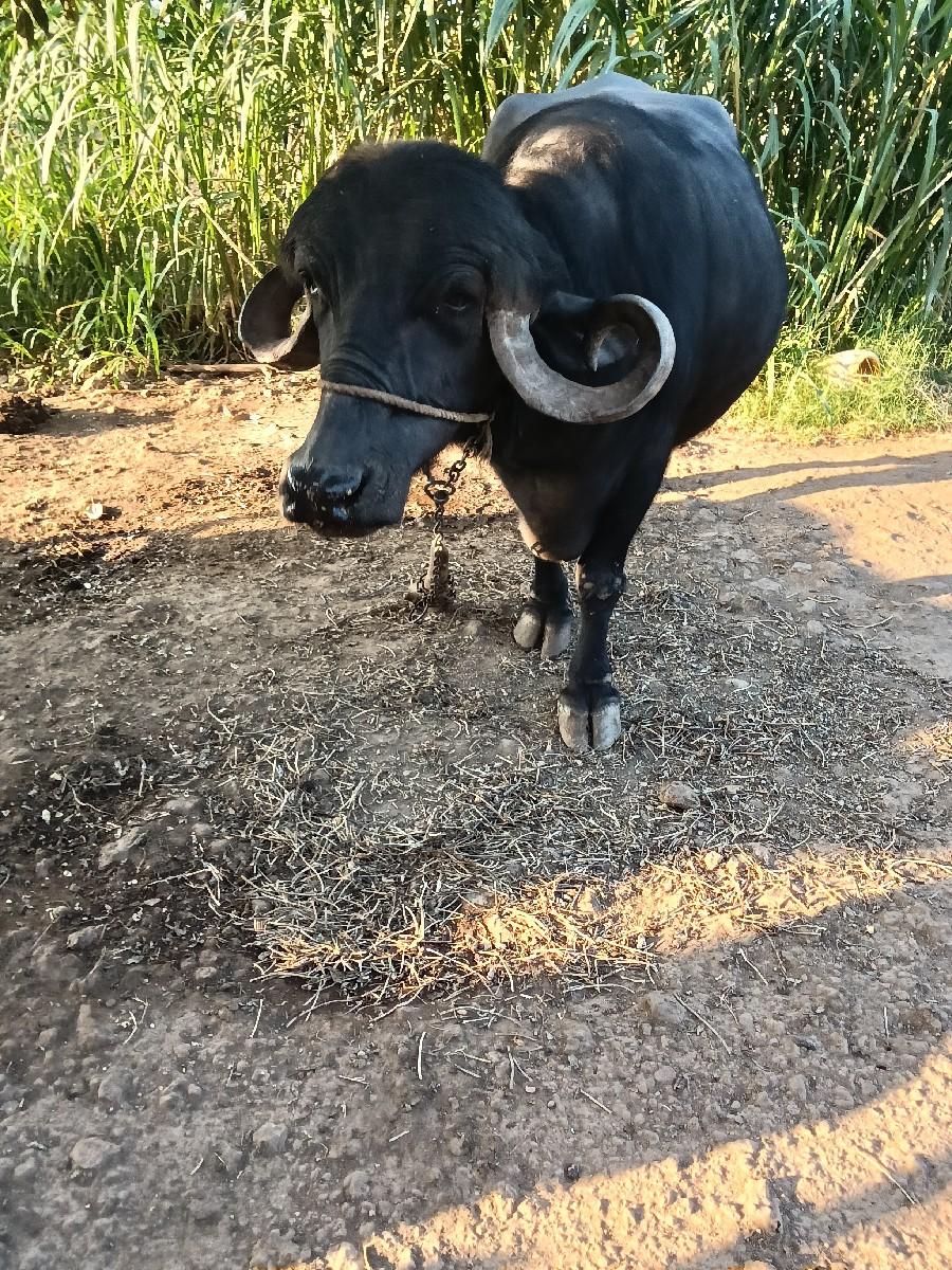 थंबनेल 2