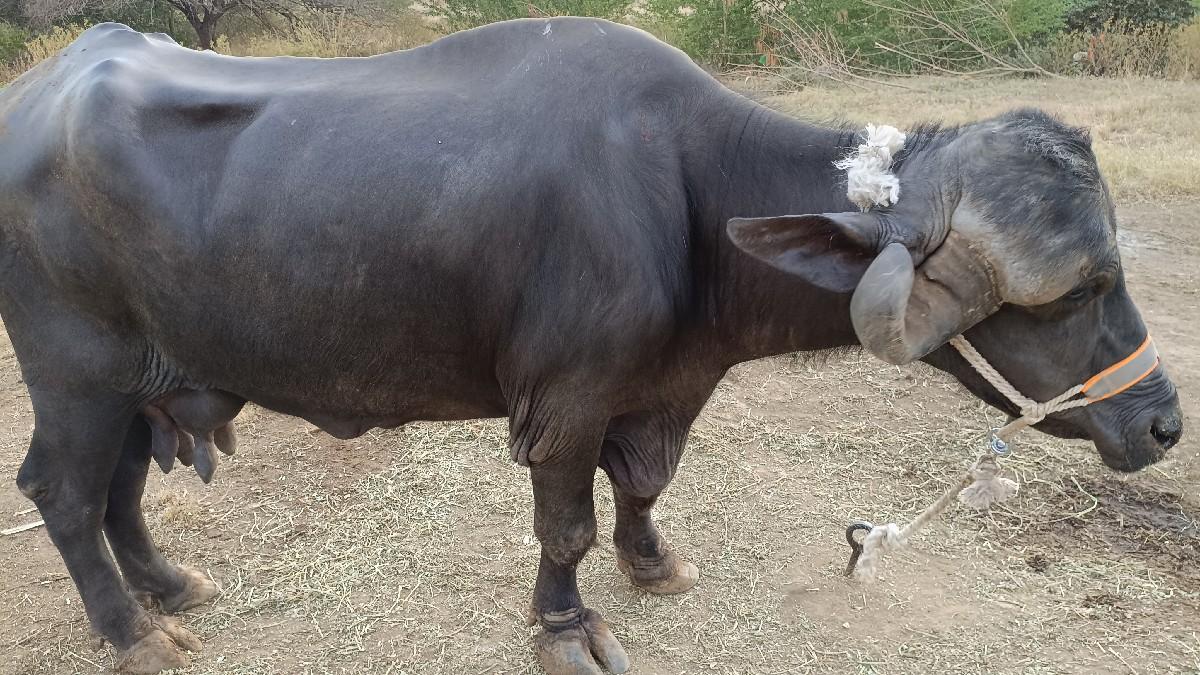 थंबनेल 2