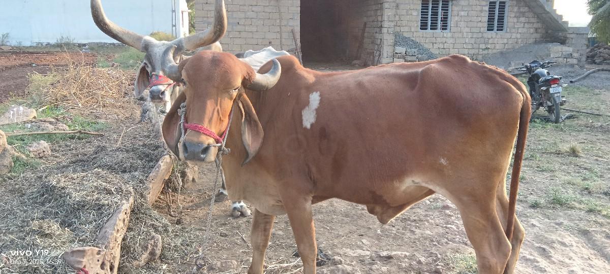 थंबनेल 3