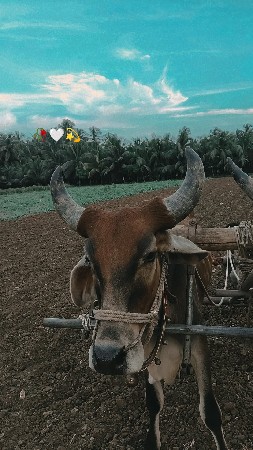 थंबनेल 3