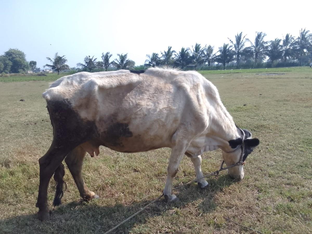 થંબનેલ 3