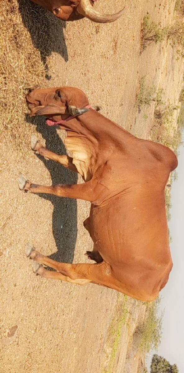 થંબનેલ 3