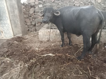 થંબનેલ 3