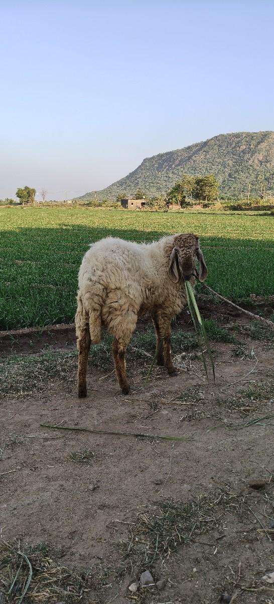 થંબનેલ 3