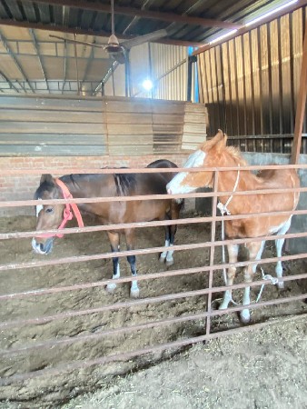 ઘોડી વેચવાની છે