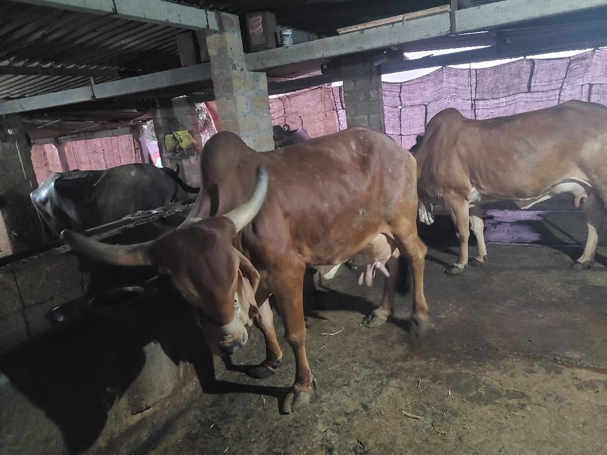 થંબનેલ 2