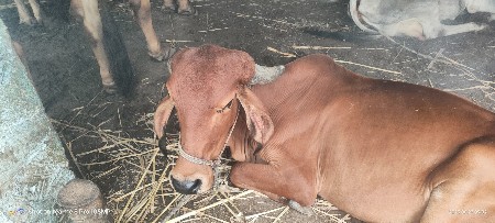 ગીર હોડકિ દેવાની છે