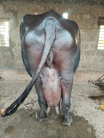 થંબનેલ 3