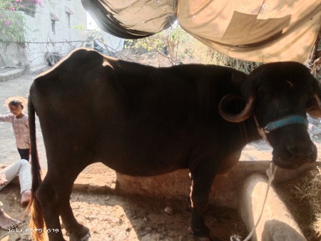 ખડેલું વેચવાનું છે