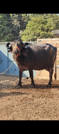 थंबनेल 4