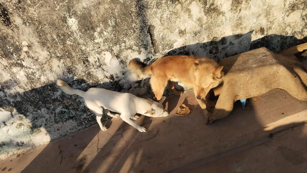 थंबनेल 2