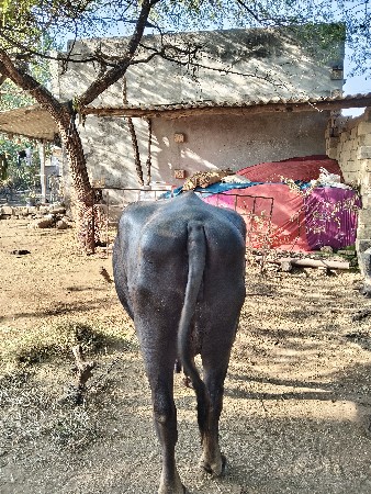 ભેંસ વેચવાની છે.