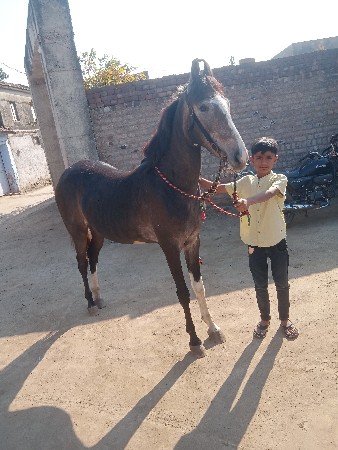 થંબનેલ 2