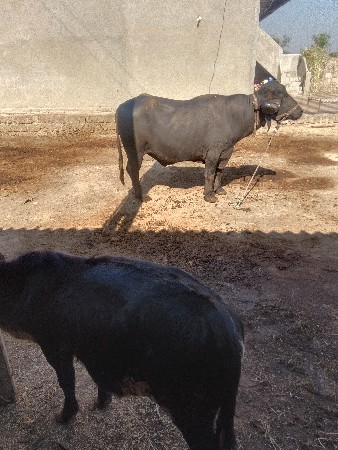 थंबनेल 3