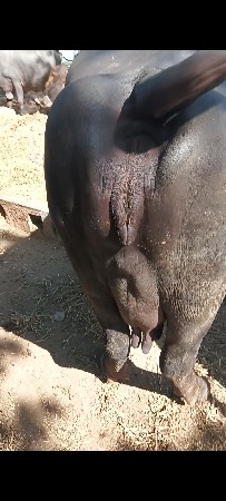 વેચવાની છે