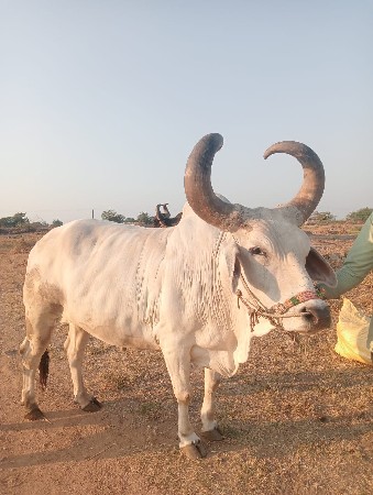 થંબનેલ 2