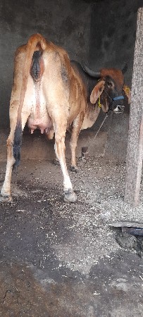 દેશી માકડી હોડકી