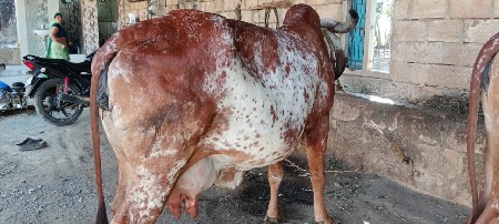 થંબનેલ 2