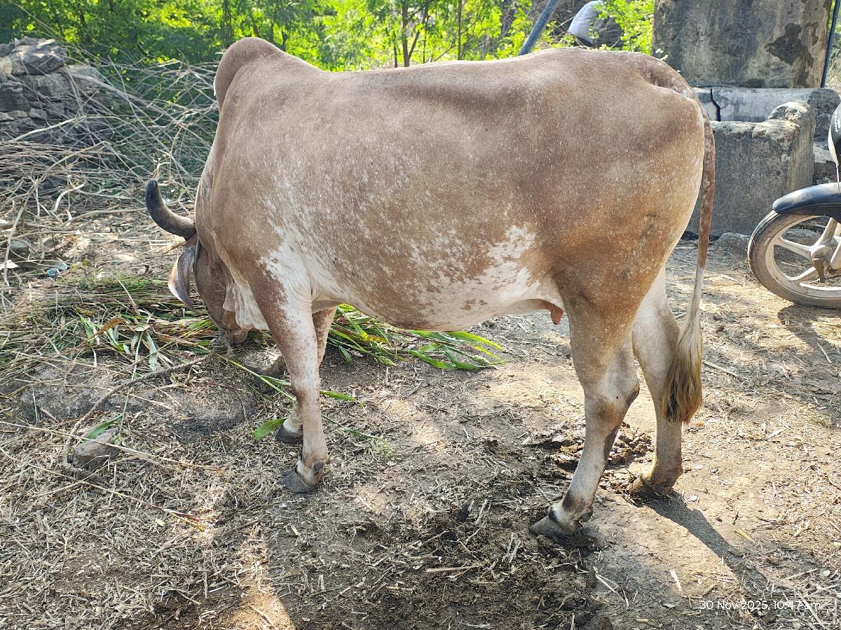 थंबनेल 2