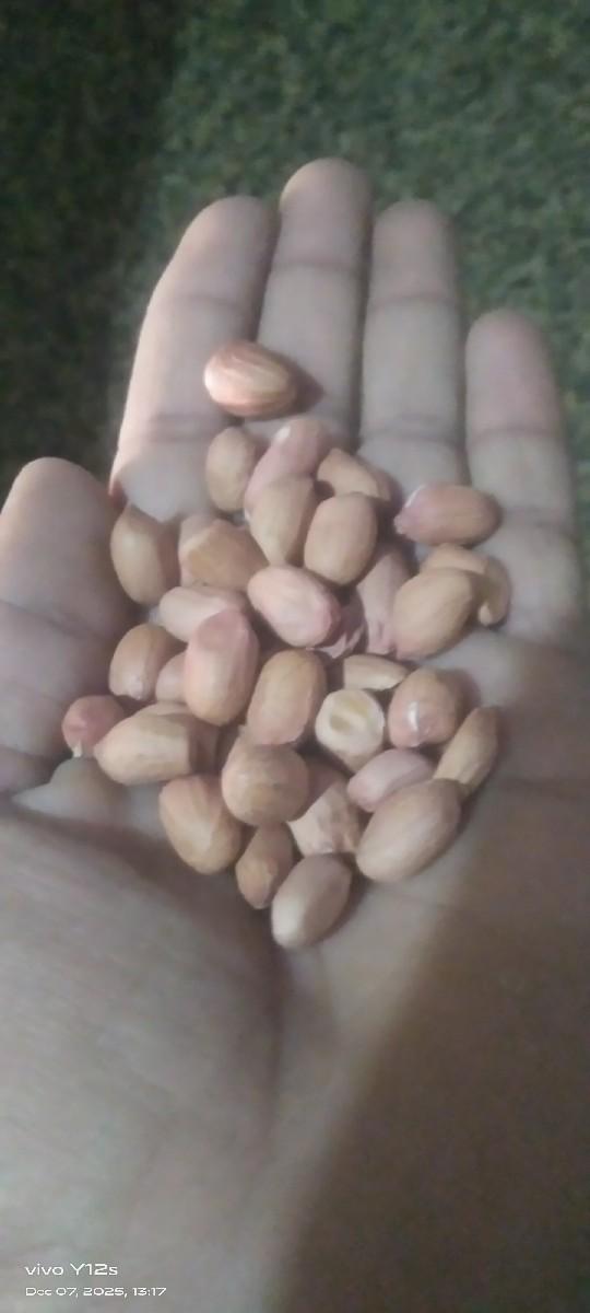 41 માંડવી બિયારણ માં વેચવા નીછે