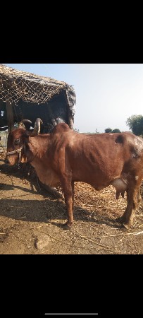 थंबनेल 2