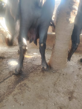 थंबनेल 3