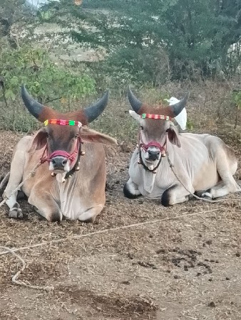 થંબનેલ 3
