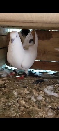 કબૂતર વેચવાના છે