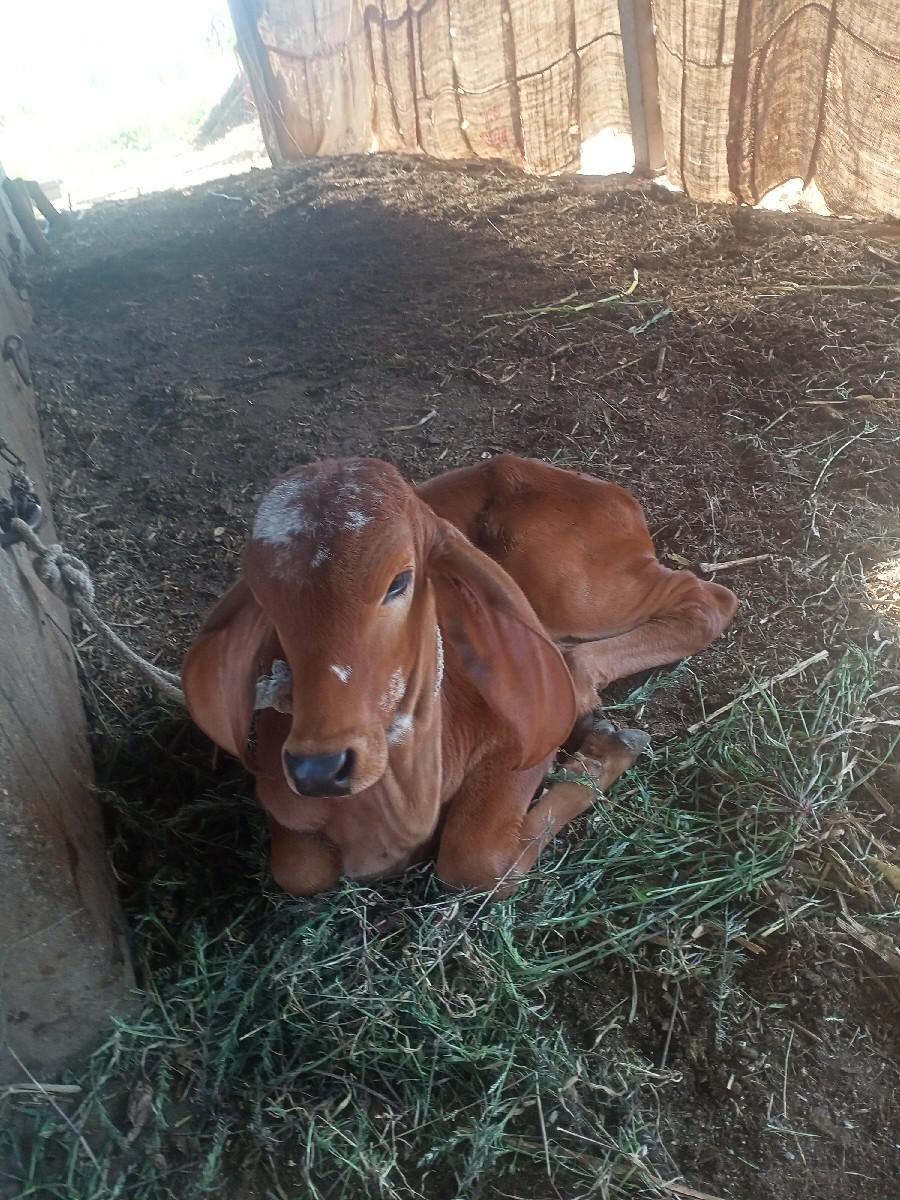 થંબનેલ 2