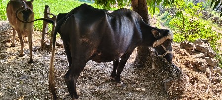 थंबनेल 3