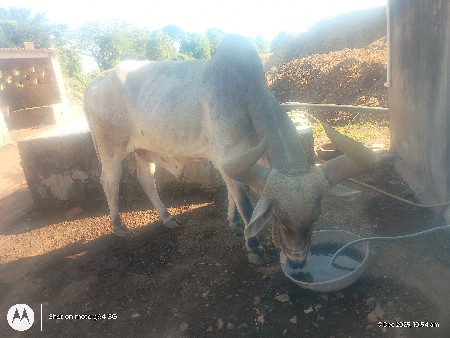 4ધરનો છે બળદ