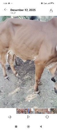 गाय साहे  मे   ऐसब जोये