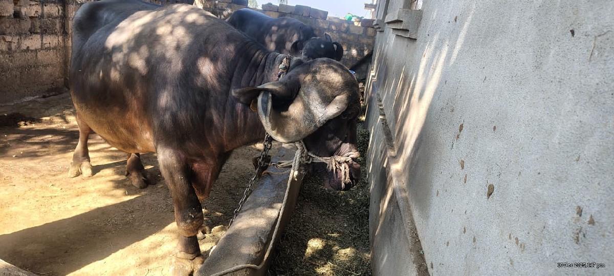 વેશવાની