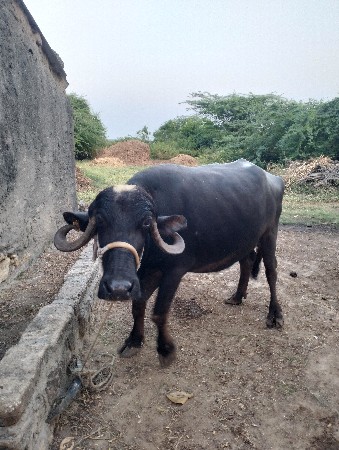 વહેશ્વા ની છે