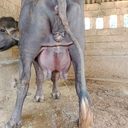 थंबनेल 2