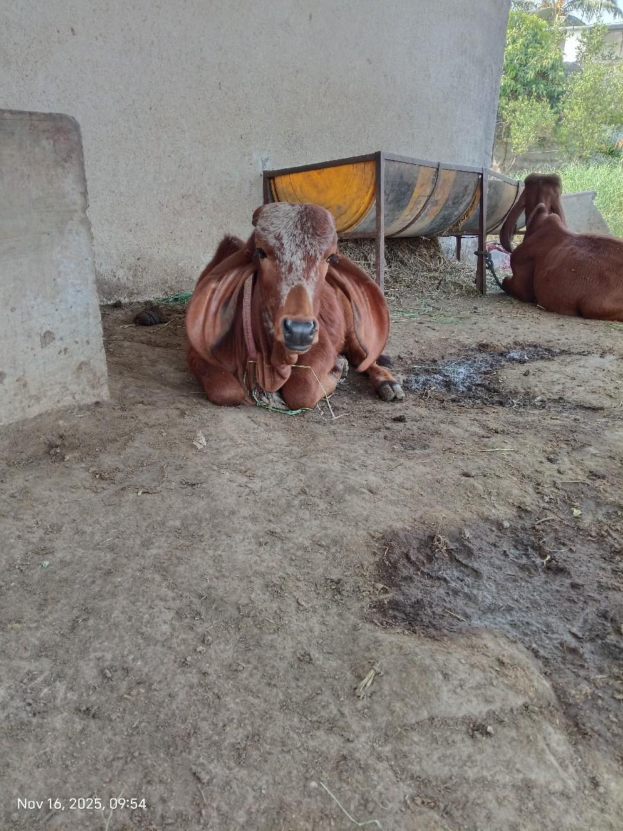 थंबनेल 3