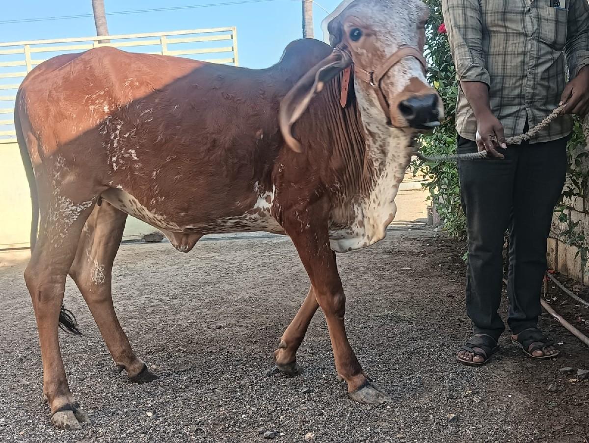 थंबनेल 2