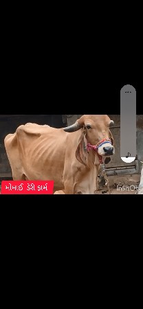 ગાય ઘી વેચવાનુ