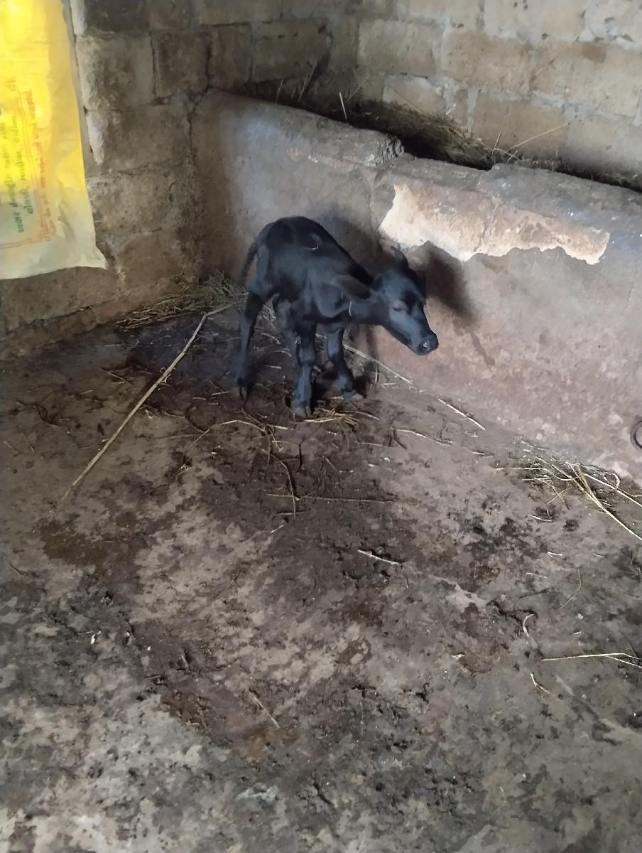 સિસોદિયા નાનુભાઈ