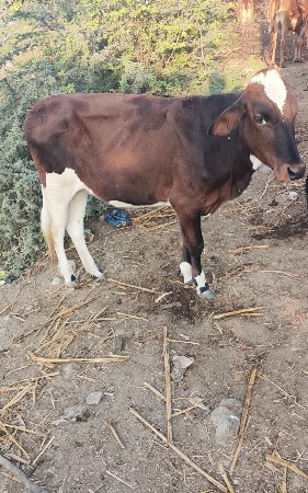 જરશી  વાછડી ઓરીજીનલ વેચવાની  છે