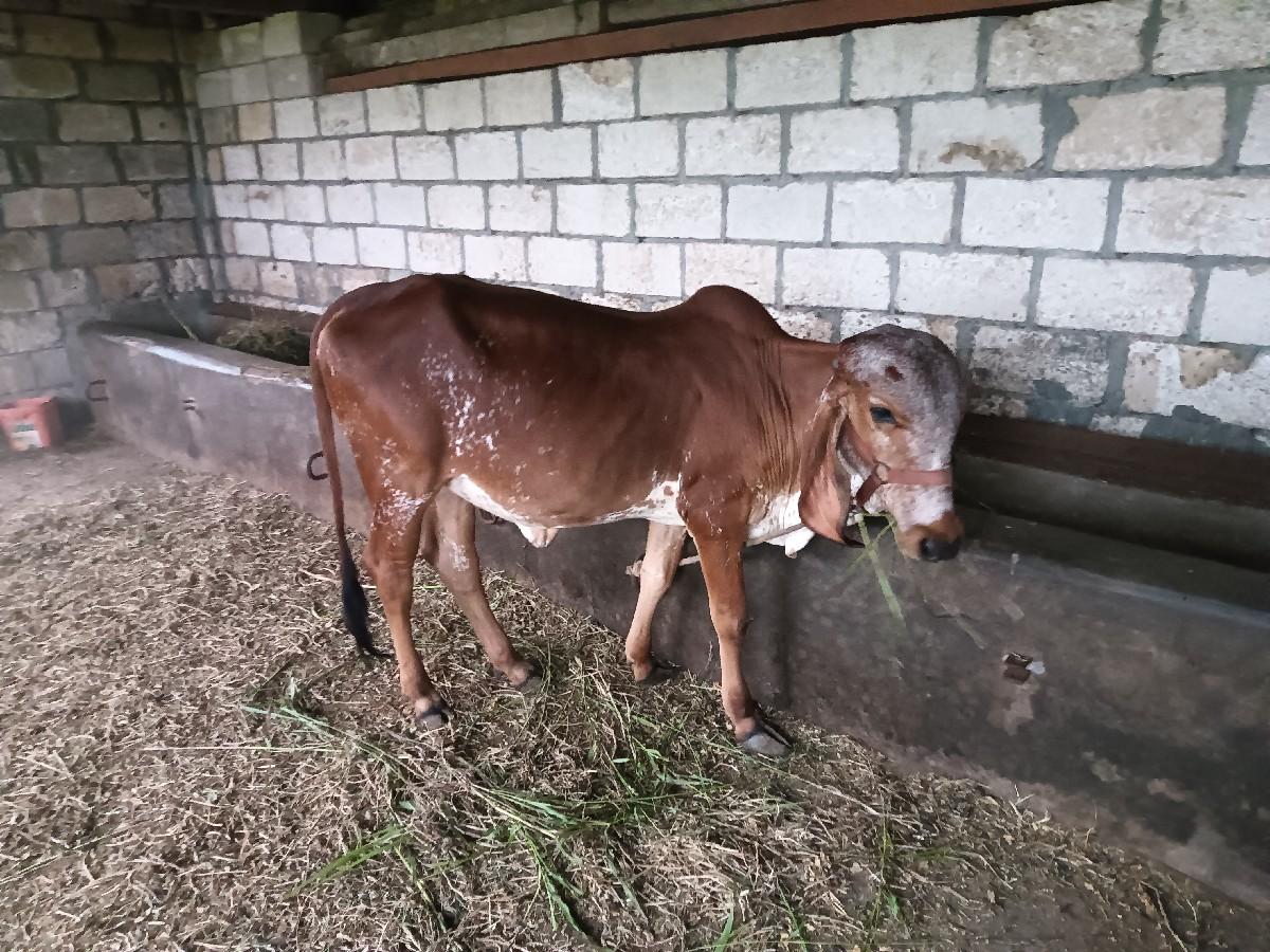 થંબનેલ 3