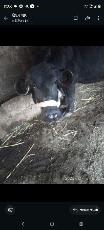 ગમેતેનેદોવાદીયેછેસાવસોજીછે