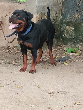 કુતરી વેસવાની સે