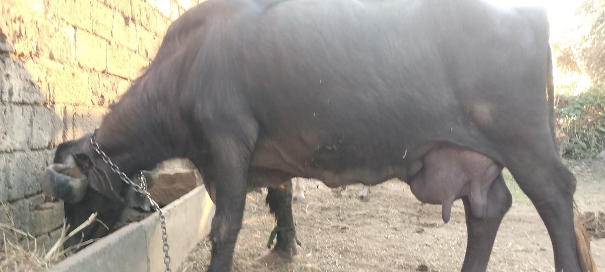 ભેંસ વેચવાની છે