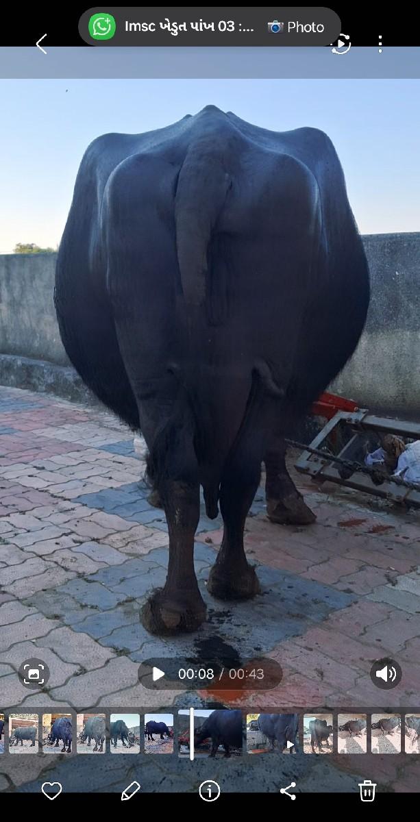 થંબનેલ 2