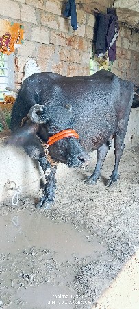 બે ભેંસો વેચવાની છે