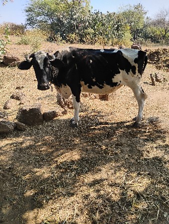 જર્સી ઓડકી વેચવાની છે