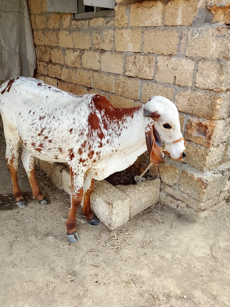 વાસળી દેવાની છે